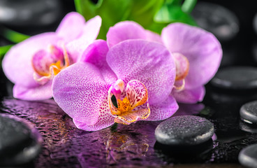 beautiful spa concept of blooming twig lilac orchid flower, green leaf with water drops and zen basalt stones, close up