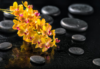 Obraz na płótnie Canvas beautiful spa concept of blooming twig orange orchid flower, phalaenopsis with water drops and zen basalt stones, close up
