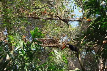 Toucan bird on the nature in Foz do Iguazu, Brazil