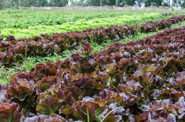 Lettuce farm
