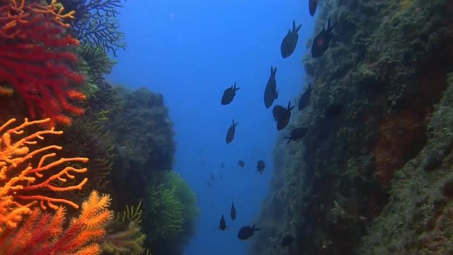 Deep water reefs Violescent sea-whip gorgones, Spain