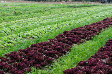 Lettuce farm