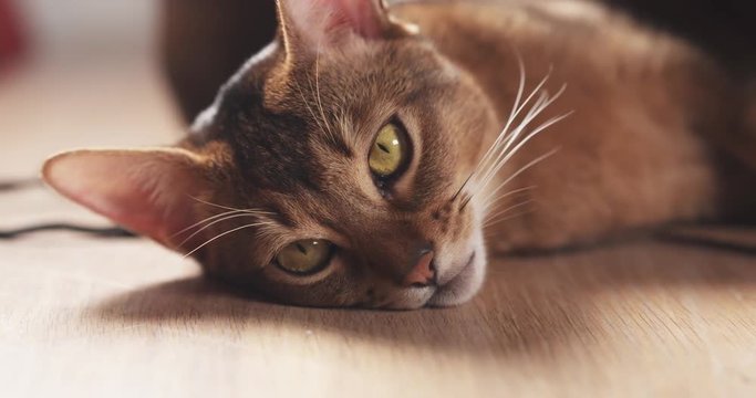 Slide shot of young abyssinian cat in bag on table, 4k 60fps prores footage