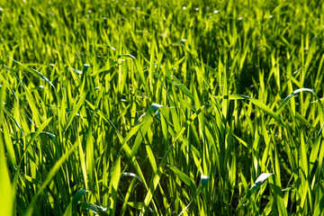 Frisches Grünes Gras im Sonnenlicht