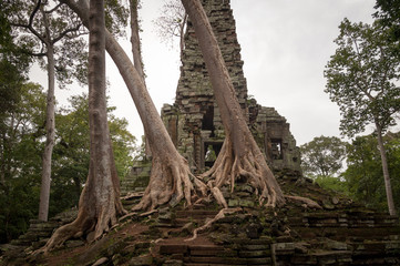 Fototapeta na wymiar Die Bäume übernehmen den Tempel