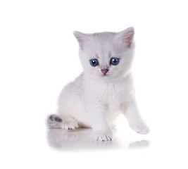 Monthly kitten   British Shorthair. Isolated on white background