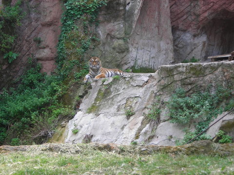 La tigre