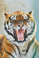 Obraz premium głodny tygrys