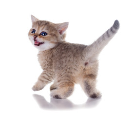 Monthly kitten   British Shorthair.  Color: Black Golden Shaded. Isolated on white background