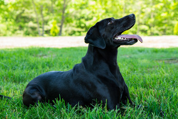 Black Labrador Posing for the Camera