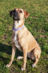 Mixed Breed Dog Portrait in the Park