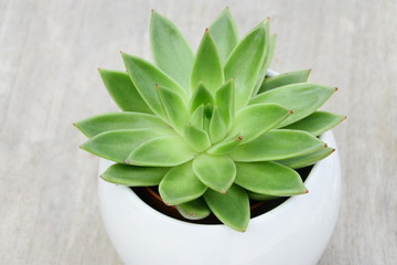 pot de succulente isol&eacute;,fond bois