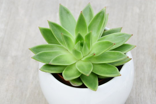 pot de succulente isol&eacute;,fond bois