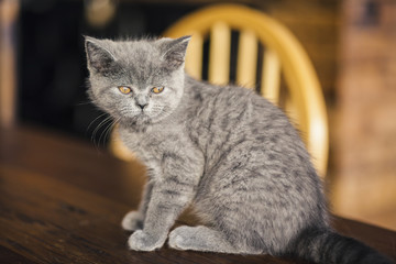 Cute Kitten, Russian Blue breed