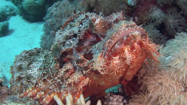 Egypt, diving the Red sea, Scorpionfish on the bottom with hard and soft coral