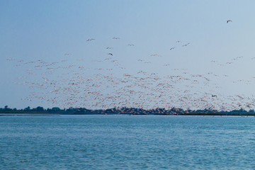 Flock of pink flamingos.Po river lagoon
