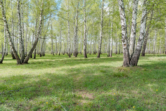 birches. Birch wood. It is a lot of birches.