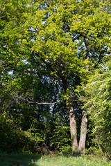 Mont de Sigolsheim, chêne cepée