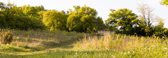 Prairie sèche du Mont de Sigolsheim au printemps