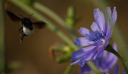 Bee On Chicory Flower