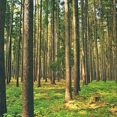 Fototapeta premium Trees in the forest Forest and natural backdrop for relaxation and recreation in nature. Springtime.