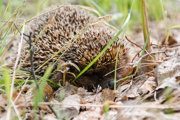 hedgehog. A hedgehog in the wood.