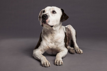 Pit Bull Dog Studio Portrait