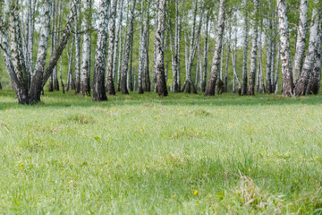 birches. Birch wood. It is a lot of birches.