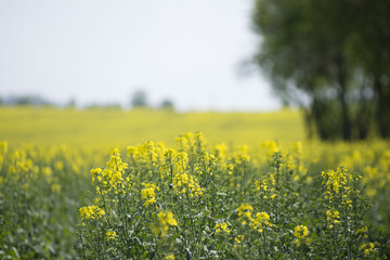 Rzepak jest rośliną oleistą często uprawianą na polskich polach. W maju pięknie kwitnie na żółto. Z ziaren powstaje często używany olej rzepakowy. - obrazy, fototapety, plakaty