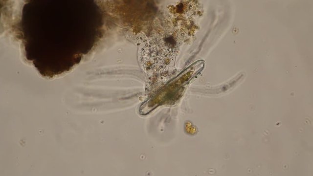 Amoebae move and feed by using pseudopods, which are bulges of cytoplasm formed by the coordinated action of actin microfilaments pushing out the plasma membrane that surrounds the cell.	