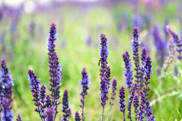 Purple Lupine Spring Blossom