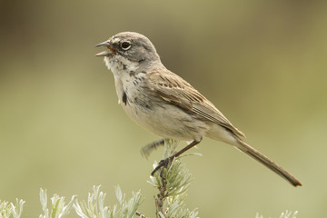 Sagebrush Sparrow Singing