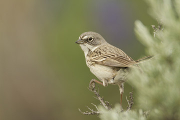 Sagebrush Sparrow