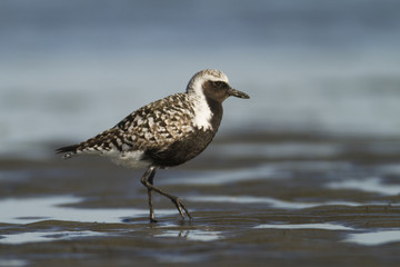 Black-bellied Plover Walking