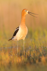 American Avocet Calling