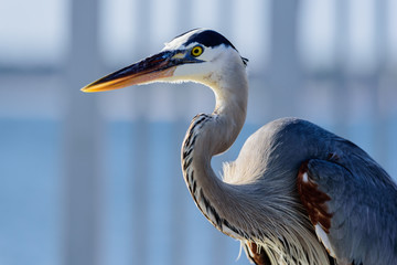 Great Blue Heron profile