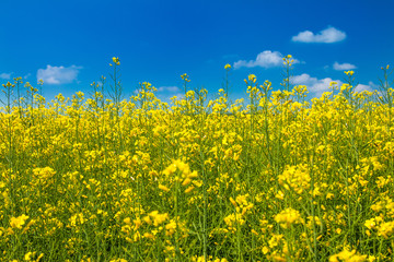     Yellow rapeseed against blue sky 