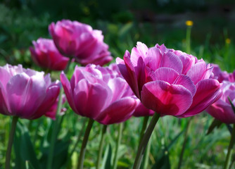 .Purple terry tulips bloom in the garden. Focus concept.