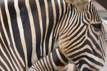 Fototapeta na wymiar Grevy zebra