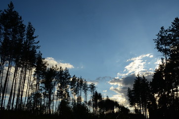 Black silhouettes of trees against the sky