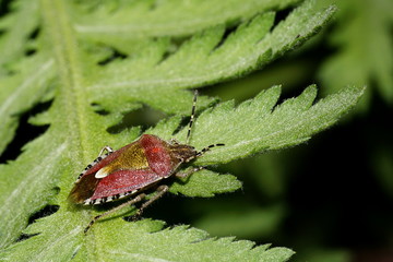 Beerenwanze (Dolycoris baccarum)