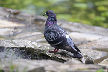 Pigeon