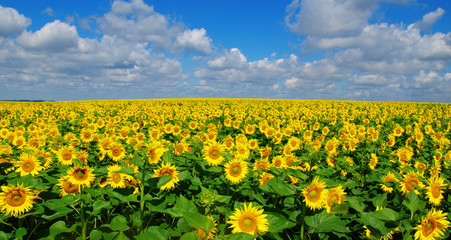 Fototapeta premium field of blooming sunflowers