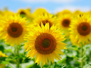 Fototapeta premium field of blooming sunflowers