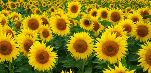 Fototapeta na wymiar close-up of sunflower