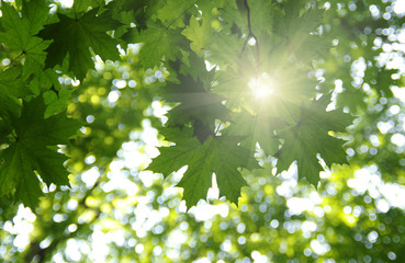 Green leaves and sun