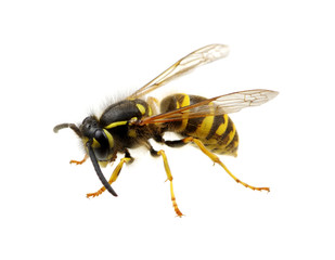 wasp isolated on white