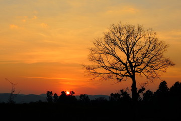 Sun light With dry trees,sky,sunset.