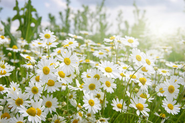 White camomiles on green field