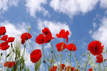 Obraz premium Czerwone maki na polu
